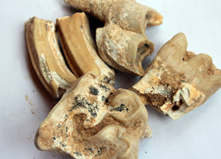 Không có ảnh